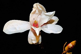 郁金香 玉蘭,開花,白
