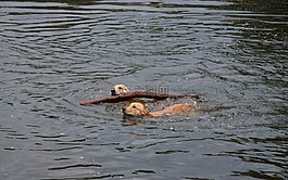 金毛獵犬,狗,警棍