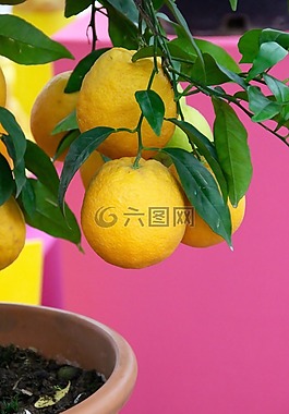 檸檬,檸檬樹,黃色