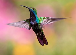 鳥,動物,自然