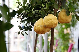 檸檬樹(shù),檸檬,柑橘類水果