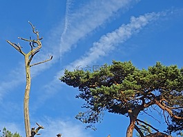 松,松林,沙漠