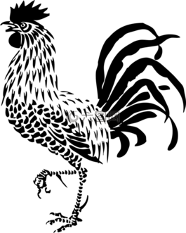公雞,家禽,鳥