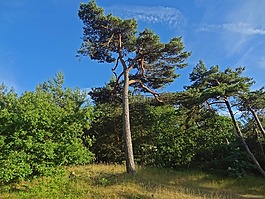 松,針葉樹,樹