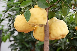 檸檬樹(shù),檸檬,柑橘類水果