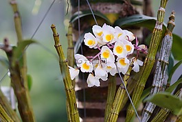 蘭花,花,很好