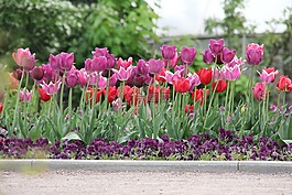 郁金香,tulpenzwiebel,育种郁金香