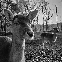 休耕鹿,赫爾,頭