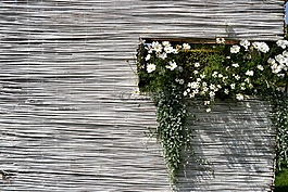 夏季,鮮花,白