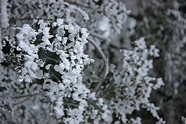 冬天,成熟,eiskristalle