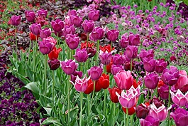 郁金香,tulpenzwiebel,育种郁金香