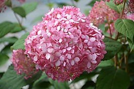 花,粉紅色的繡球,玫瑰花瓣