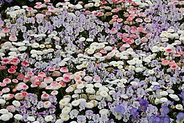 紫羅蘭色,雛菊,鵝花