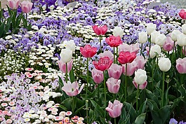 郁金香,雛菊,鮮花
