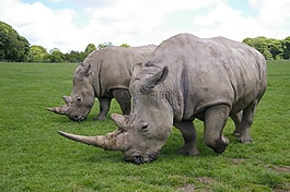 犀牛,公園,野生動(dòng)物園