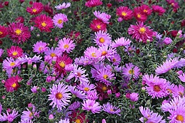 marcinki,阿斯特拉,花秋