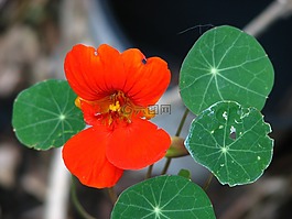焊菜屬的植物,水芹,開花