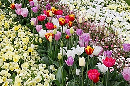 郁金香,tulpenzwiebel,育种郁金香