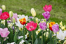 郁金香,tulpenzwiebel,育种郁金香