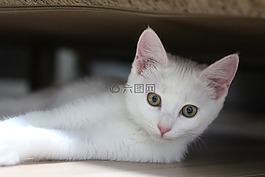 猫咪,可爱,动物