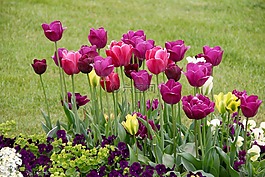 郁金香,tulpenzwiebel,育种郁金香