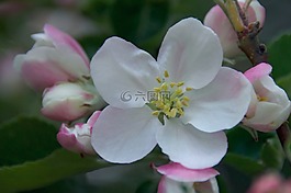春,蘋果,蘋果花