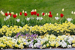 郁金香,tulpenzwiebel,育种郁金香
