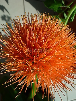 花,韭菜,性質(zhì)