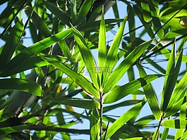 植物,特寫,棕櫚