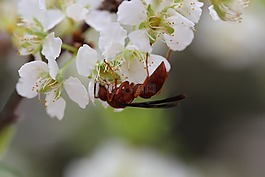 梅花的花朵,昆蟲,春