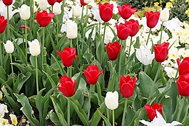 郁金香,tulpenzwiebel,育种郁金香