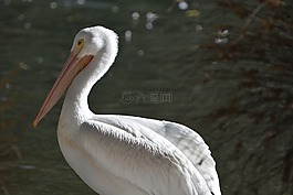 鳥,水,鵜