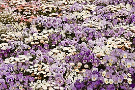 雛菊,鮮花,紫羅蘭色
