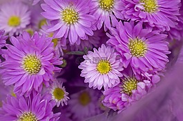 heather,紫色,壁紙