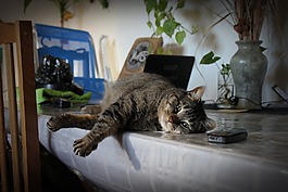 貓,寵物,動物
