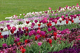 郁金香,tulpenzwiebel,育种郁金香