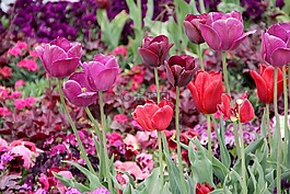 郁金香,tulpenzwiebel,育种郁金香