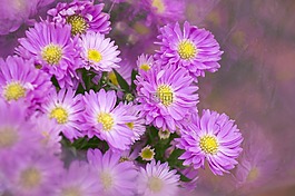 heather,紫色,壁紙