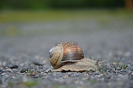 蝸牛,動物,草