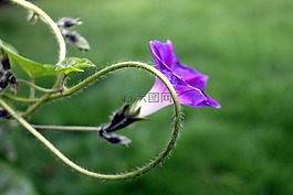 旋花,履帶板,紫色花