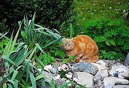 貓,潛伏,國內(nèi)的貓