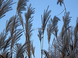 草,天空,性質(zhì)