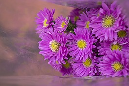 heather,紫色,壁紙