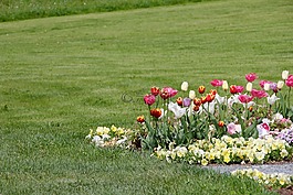 郁金香,tulpenzwiebel,育种郁金香