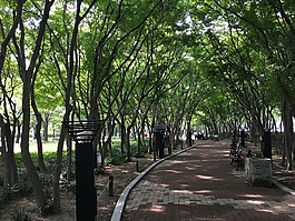 大邱,公园,木材