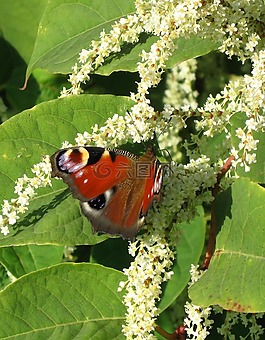 蝴蝶,性質(zhì),花
