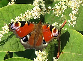蝴蝶,性質,花
