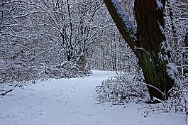 冬天,森林,树