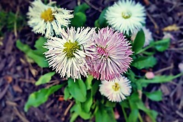 自然,花,植物區(qū)系