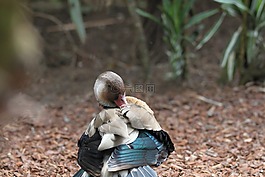 鴨,性質(zhì),動物區(qū)系